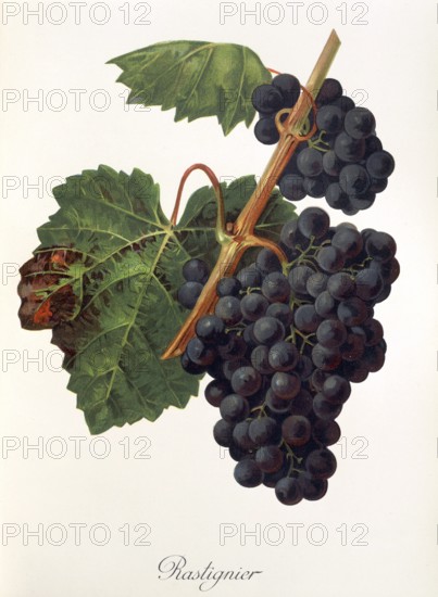 Ampelography, grape variety, oenology, viticulture, grape, grapevine, Rastignier grape, digitally enhanced reproduction of an original by Jules Tronca (1855 to 1915), Historical
