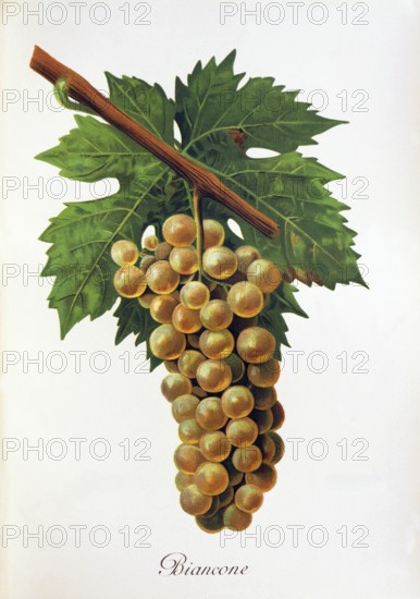 Ampelography, grape variety, oenology, viticulture, grape, grapevine, Biancone grape, digitally enhanced reproduction of an original by Jules Tronca (1855 to 1915), Historical