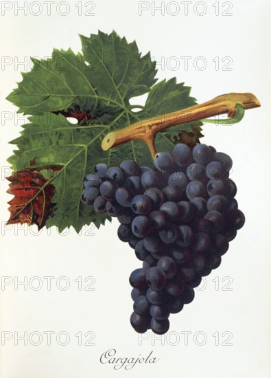 Ampelography, grape variety, oenology, viticulture, grape, grapevine, Cargajola grape, digitally enhanced reproduction of an original by Jules Tronca (1855 to 1915), Historical