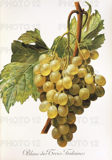Ampelography, grape variety, oenology, viticulture, grape, grapevine, Blanc-des-Trois-Fontaines grape, digitally enhanced reproduction of an original by Alexis Kreyder (1839 to 1912), Historical