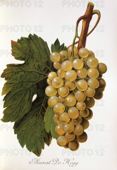 Ampelography, grape variety, oenology, viticulture, grape, grapevine, Muscat Dr Hogg grape, digitally enhanced reproduction of an original by Alexis Kreyder (1839 to 1912), Historical