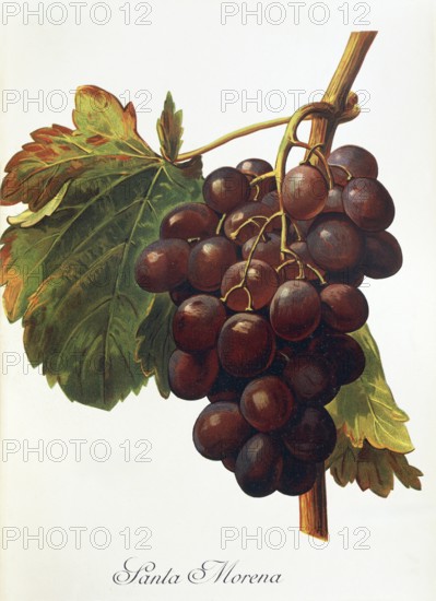 Ampelography, grape variety, oenology, viticulture, grape, grapevine, Santa Morena grape, digitally enhanced reproduction of an original by Alexis Kreyder (1839 to 1912), Historical
