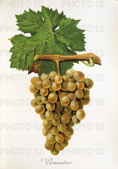 Ampelography, grape variety, oenology, viticulture, grape, grapevine, Vermentino grape, digitally enhanced reproduction of an original by Jules Tronca (1855 to 1915), Historical