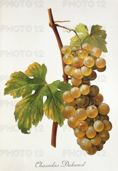 Ampelography, grape variety, oenology, viticulture, grape, grapevine, Chasselas Duhamel grape, digitally enhanced reproduction of an original by Alexis Kreyder (1839 to 1912), Historical