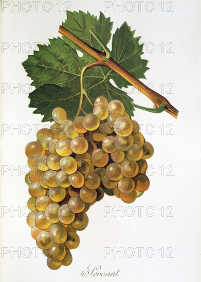 Ampelography, grape variety, oenology, viticulture, grape, grapevine, Servant grape, white grape variety originates from France and Greece, digitally enhanced reproduction of an original by Alexis Kreyder (1839 to 1912), Historical