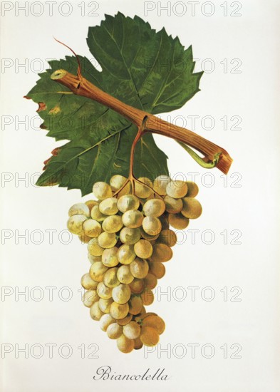 Ampelography, grape variety, oenology, viticulture, grape, grapevine, Biancolella grape, digitally enhanced reproduction of an original by Jules Tronca (1855 to 1915), Historical
