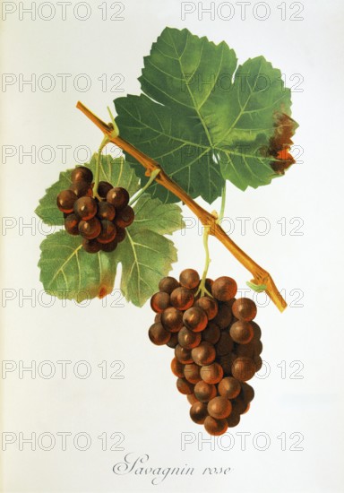 Ampelography, grape variety, oenology, viticulture, grape, grapevine, Savagnin Rose grape, digitally enhanced reproduction of an original by Jules Tronca (1855 to 1915), Historical