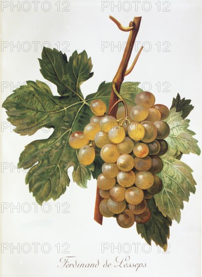 Ampelography, grape variety, oenology, viticulture, grape, grapevine, Ferdinand de Lesseps grape, digitally enhanced reproduction of an original by Alexis Kreyder (1839 to 1912), Historical