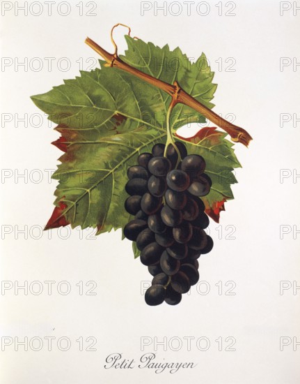 Ampelography, grape variety, oenology, viticulture, grape, grapevine, Petit Paugayen grape, digitally enhanced reproduction of an original by Jules Tronca (1855 to 1915), Historical