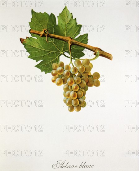 Ampelography, grape variety, oenology, viticulture, grape, grapevine, Arbane is a historical white wine grape variety. It originated in France and is considered an autochthonous grape variety in the Champagne region of Bar-sur-Aube