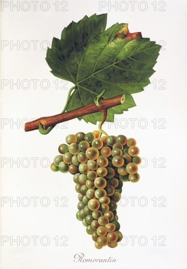 Ampelography, grape variety, oenology, viticulture, grape, grapevine, The white wine variety Romorantin has been known in the Loire since the 16th century, France