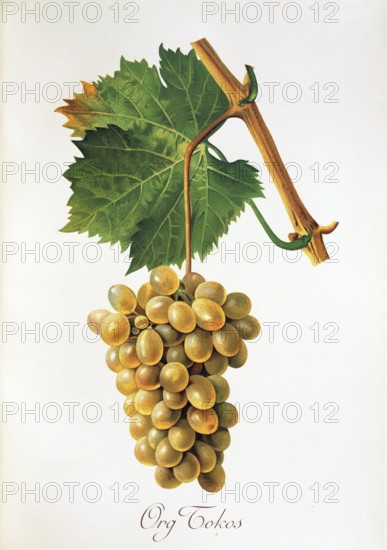 Ampelography, grape variety, oenology, viticulture, grape, grapevine, Org Tokos grape, digitally enhanced reproduction of an original by Jules Tronca (1855 to 1915), Historical
