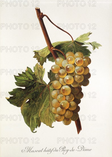 Ampelography, grape variety, oenology, viticulture, grape, grapevine, Muscat Hatif du Puy-de-Dome grape, digitally enhanced reproduction of an original by Alexis Kreyder (1839 to 1912), Historical
