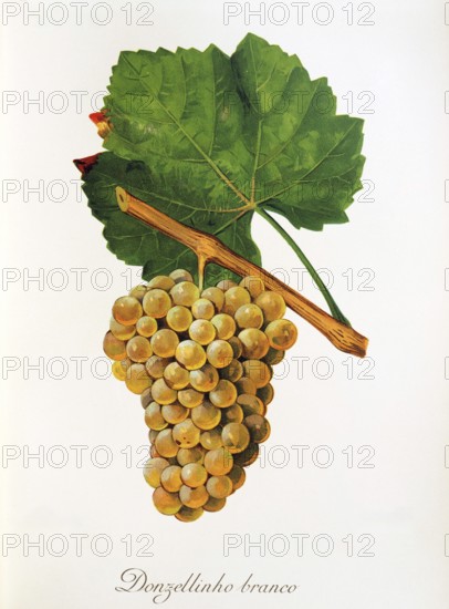 Ampelography, grape variety, oenology, viticulture, grape, grapevine, Donzellinho Branco grape, digitally enhanced reproduction of an original by Jules Tronca (1855 to 1915), Historical