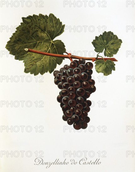 Ampelography, grape variety, oenology, viticulture, grape, grapevine, Donzellinho do Castello grape, digitally enhanced reproduction of an original by Alexis Kreyder (1839 to 1912), Historical