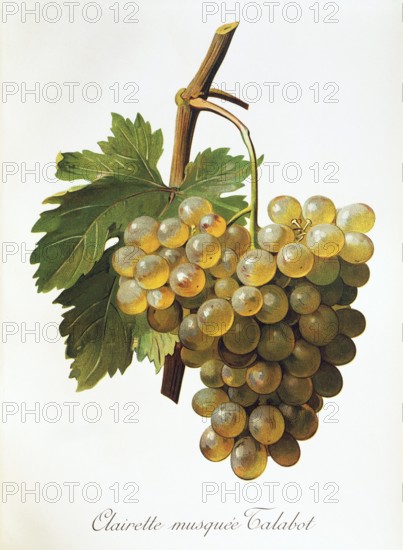 Ampelography, grape variety, oenology, viticulture, grape, grapevine, Clairette Musquee grape, digitally enhanced reproduction of an original by Alexis Kreyder (1839 to 1912), Historical