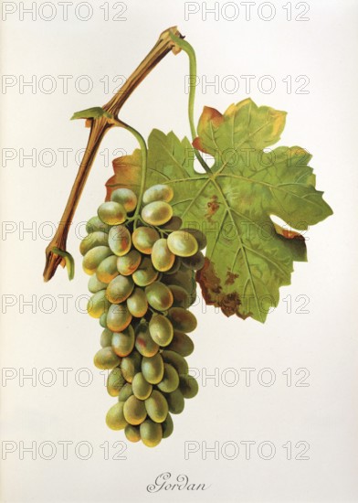 Ampelography, grape variety, oenology, viticulture, grape, grapevine, Gordan grape, digitally enhanced reproduction of an original by Jules Tronca (1855 to 1915), Historical