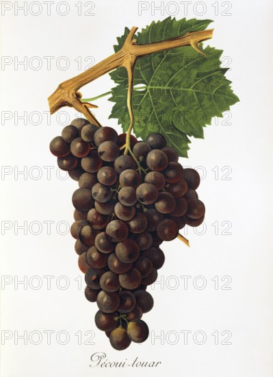 Ampelography, grape variety, oenology, viticulture, grape, grapevine, Pecoui-touar grape, digitally enhanced reproduction of an original by Jules Tronca (1855 to 1915), Historical