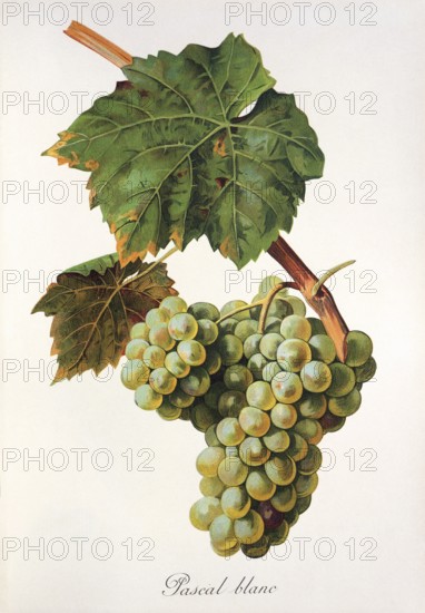 Ampelography, grape variety, oenology, viticulture, grape, grapevine, Pascal Blanc grape, digitally enhanced reproduction of an original by Jules Tronca (1855 to 1915), Historical