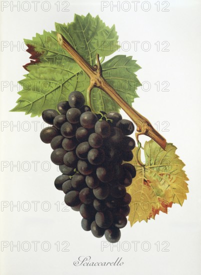 Ampelography, grape variety, oenology, viticulture, grape, grapevine, Sciaccarello grape, digitally enhanced reproduction of an original by Jules Tronca (1855 to 1915), Historical