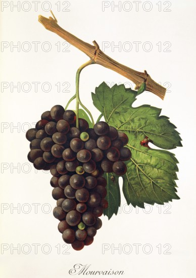 Ampelograhie, Rebsortenkunde, Önologie, Weinbau, Weintraube, Weinrebe, Mourvaison is a vigorous and late variety which must be pruned short and planted in warm and well-exposed terroirs, digitally enhanced reproduction of an original by Alexis Kreyder (1839 to 1912), Historisch