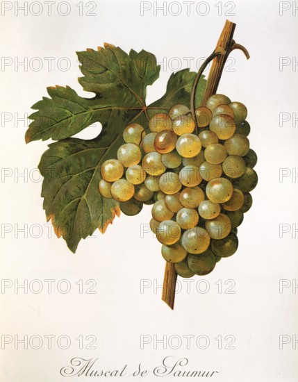 Ampelography, grape variety, oenology, viticulture, grape, grapevine, Muscat précoce de Saumur is a white wine variety from France, digitally enhanced reproduction of a model by Alexis Kreyder (1839 to 1912), Historical