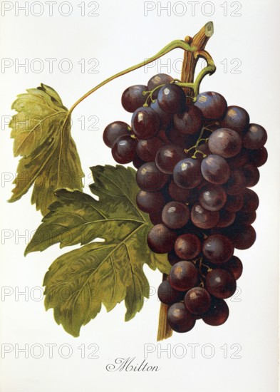 Ampelography, grape variety, oenology, viticulture, grape, grapevine, Milton grape, an early hybrid of the native grape that grew in New England, digitally enhanced reproduction of an original by Alexis Kreyder (1839 to 1912), Historical