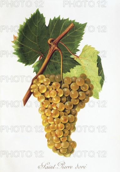 Ampelography, grape variety, oenology, viticulture, grape, grapevine, Saint-Pierre Dore' grape, digitally enhanced reproduction of an original by Jules Tronca (1855 to 1915), Historical