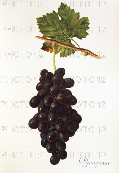 Ampelograhie, Rebsortenkunde, Önologie, Weinbau, Weintraube, Weinrebe, Giovanni it is a Table grapes variety of grapevine. It was grown in Russia, digitally enhanced reproduction of a model by Alexis Kreyder (1839 to 1912), Historisch