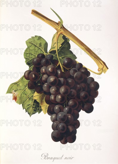 Ampelography, grape variety, oenology, viticulture, grape, grapevine, Braquet Noir grape, an autochthonous red wine variety of the Provence wine-growing region in the south of France, digitally enhanced reproduction of an original by Alexis Kreyder (1839 to 1912), Historical