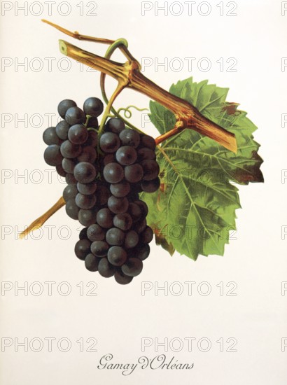 Ampelography, grape variety, oenology, viticulture, grape, grapevine, Gamay d'Orleans grape, digitally enhanced reproduction of an original by Jules Tronca (1855 to 1915), Historical