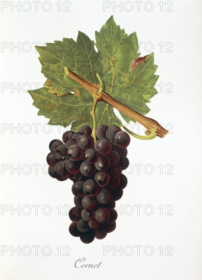 Ampelography, Grape variety, Enology, Viticulture, Grape, Grapevine, Cornet grape, digitally enhanced reproduction of an original by Jules Tronca (1855 to 1915), Historical