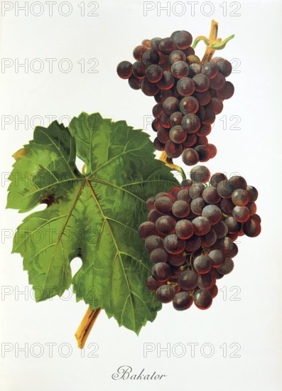 Ampelography, grape variety, oenology, viticulture, grape, grapevine, Bakator grape, digitally enhanced reproduction of an original by Jules Tronca (1855 to 1915), Historical