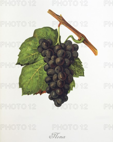 Ampelography, grape variety, oenology, viticulture, grape, grapevine, Flona grape, digitally enhanced reproduction of an original by Jules Tronca (1855 to 1915), Historical
