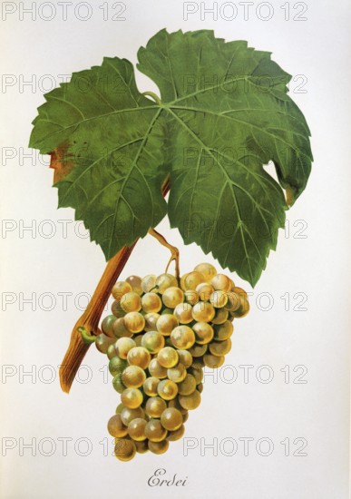 Ampelograhie, Rebsortenkunde, Önologie, Weinbau, Weintraube, Weinrebe, Erdei grape, a white grape variety cultivated mainly in Hungary, Romania, Moldavia, Slovakia and Austria, digitally enhanced reproduction of an original by Alexis Kreyder (1839 to 1912), Historisch