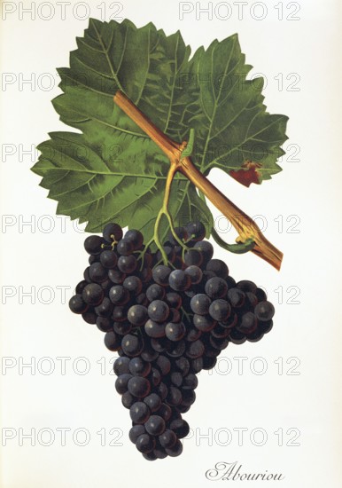 Ampelograhie, Rebsortenkunde, Önologie, Weinbau, Weintraube, Weinrebe, Albourion grape, a minor Spanish red grape variety, growing mainly in the provinces of Zamora and Salamanca, in the region of Castile and León, digitally enhanced reproduction of an original by Alexis Kreyder (1839 to 1912), Historisch