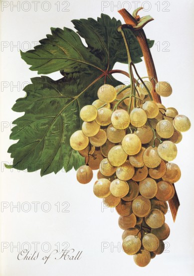 Ampelography, grape variety, oenology, viticulture, grape, grapevine, Child of Hall grape, white grape, digitally enhanced reproduction of an original by Alexis Kreyder (1839 to 1912), Historical