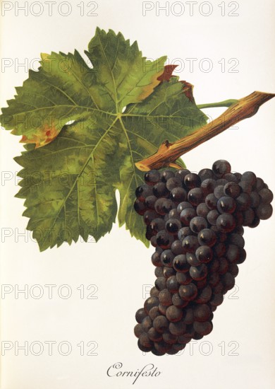 Ampelography, Grape variety, Oenology, Viticulture, Grape, Grapevine, Cornifesto grape, digitally enhanced reproduction of a model by Jules Tronca (1855 to 1915), Historical