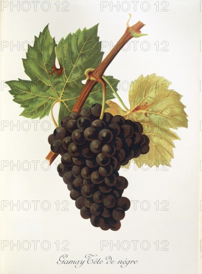 Ampelography, grape variety, oenology, viticulture, grape, grapevine, Gamay Tete de Negre grape, digitally enhanced reproduction of an original by Jules Tronca (1855 to 1915), Historical
