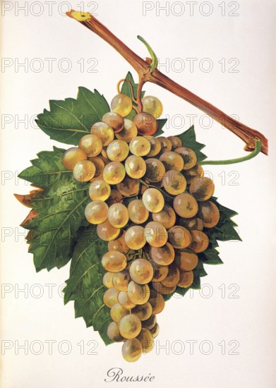 Ampelograhie, Rebsortenkunde, Önologie, Weinbau, Weintraube, Weinrebe, Roussanne is a white wine grape grown originally in the Rhône wine region in France, digitally enhanced reproduction of an original by Alexis Kreyder (1839 to 1912), Historisch