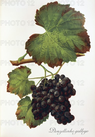 Ampelography, grape variety, oenology, viticulture, grape, grapevine, Donzellinho gallego grape, red wine, an old, autochthonous variety from the north of Portugal, digitally enhanced reproduction of an original by Alexis Kreyder (1839 to 1912), Historical