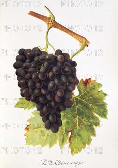 Ampelograhie, Rebsortenkunde, Önologie, Weinbau, Weintraube, Weinrebe, Pis-de-Chevre Rouge grape, a synonym for the wine variety Cinsault, a red wine variety from Languedoc, France, digitally enhanced reproduction of an original by Alexis Kreyder (1839 to 1912), Historisch