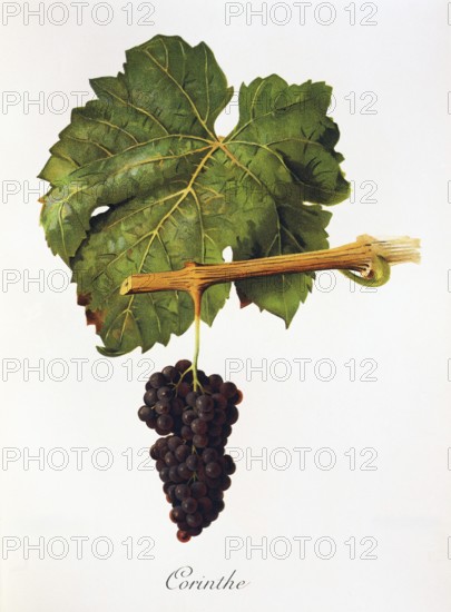 Ampelograhie, Rebsortenkunde, Önologie, Weinbau, Weintraube, Weinrebe, Corinthe grape, small, sweet, seedless grapes, which are especially used for drying, digitally enhanced reproduction of an original by Alexis Kreyder (1839 to 1912), Historisch