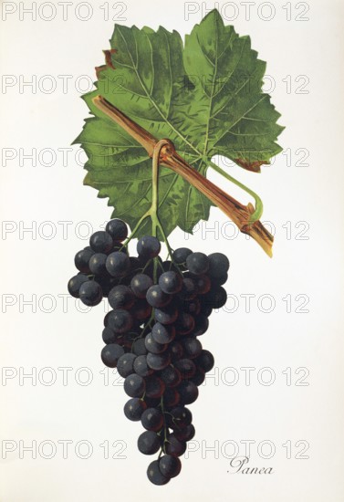Ampelography, grape variety, oenology, viticulture, grape, grapevine, Panea grape, red wine grape, digitally enhanced reproduction of an original by Alexis Kreyder (1839 to 1912), Historical