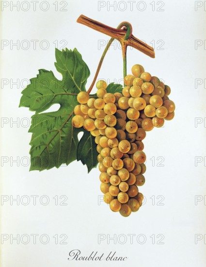 Ampelograhie, Rebsortenkunde, Önologie, Weinbau, Weintraube, Weinrebe, Roublot Blanc grape, a traditional French variety of white wine grape that is a sibling of Chardonnay, digitally enhanced reproduction of an original by Alexis Kreyder (1839 to 1912), Historisch