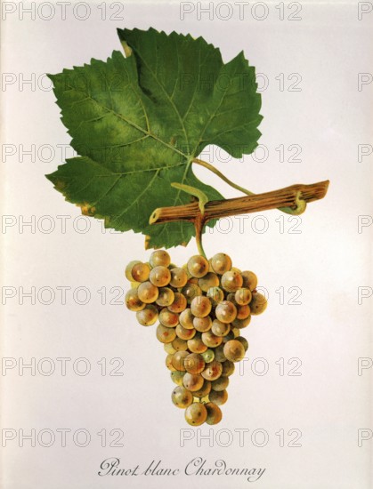 Ampelography, grape variety, oenology, viticulture, grape, grapevine, Pinot Blanc Chardonnay grape, digitally enhanced reproduction of an original by Jules Tronca (1855 to 1915), Historical