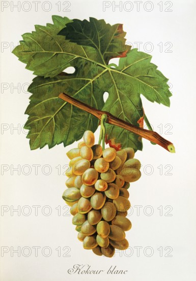 Ampelography, grape variety, oenology, viticulture, grape, grapevine, Kokour Blanc grape, digitally enhanced reproduction of an original by Jules Tronca (1855 to 1915), Historical
