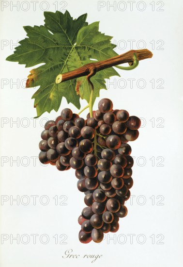 Ampelography, grape variety, oenology, viticulture, grape, grapevine, Grec Rouge grape, digitally enhanced reproduction of an original by Jules Tronca (1855 to 1915), Historical