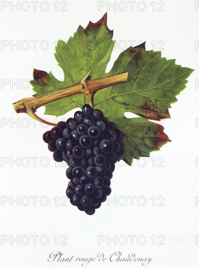 Ampelography, Grape variety, Oenology, Viticulture, Grape, Grapevine, Plant Rouge de Chaudenay grape, digitally enhanced reproduction of an original by Jules Tronca (1855 to 1915), Historical