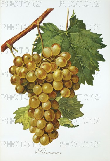 Ampelography, grape variety, oenology, viticulture, grape, grapevine, Salamanna grape, digitally enhanced reproduction of an original by Alexis Kreyder (1839 to 1912), Historical